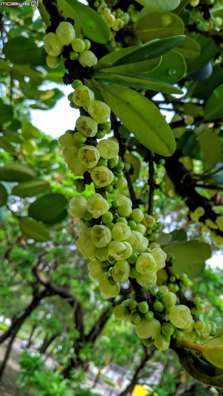 福木+海檬果+雞冠刺桐 台南市安平區億載公園 04/21