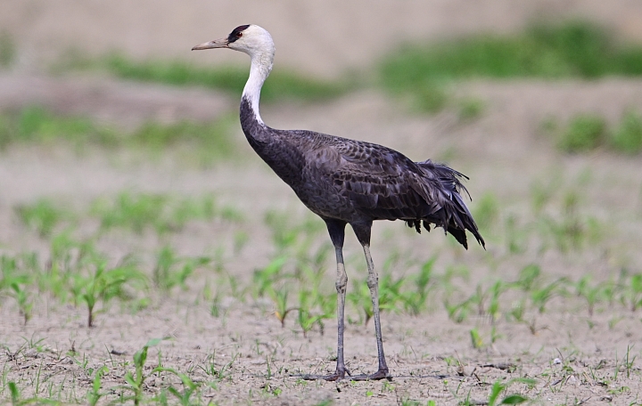 Z7愛就是全心全意陪伴：在天願為比翼鳥、在地願為連理枝！車城花嘴鴨。