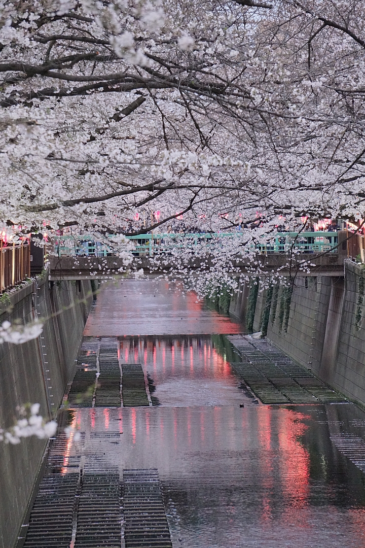 2019東京櫻花之旅