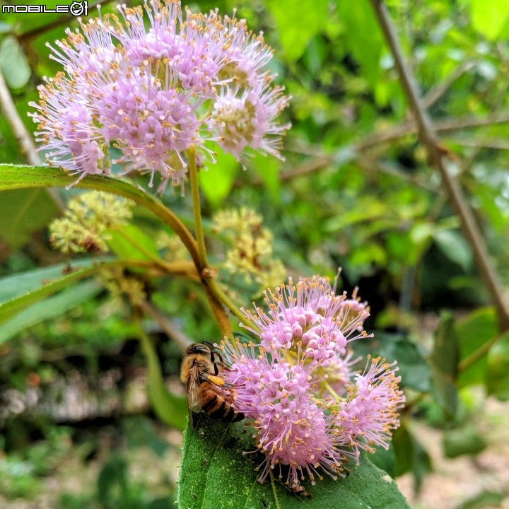 杜虹花 嘉義市西區埤子頭植物園04/13