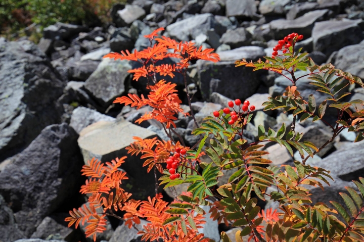 點我看大圖 【日本登山初體驗】(三)前進奧穗高岳(上)