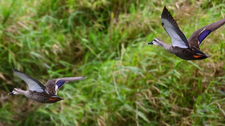 Z7愛就是全心全意陪伴：在天願為比翼鳥、在地願為連理枝！車城花嘴鴨。
