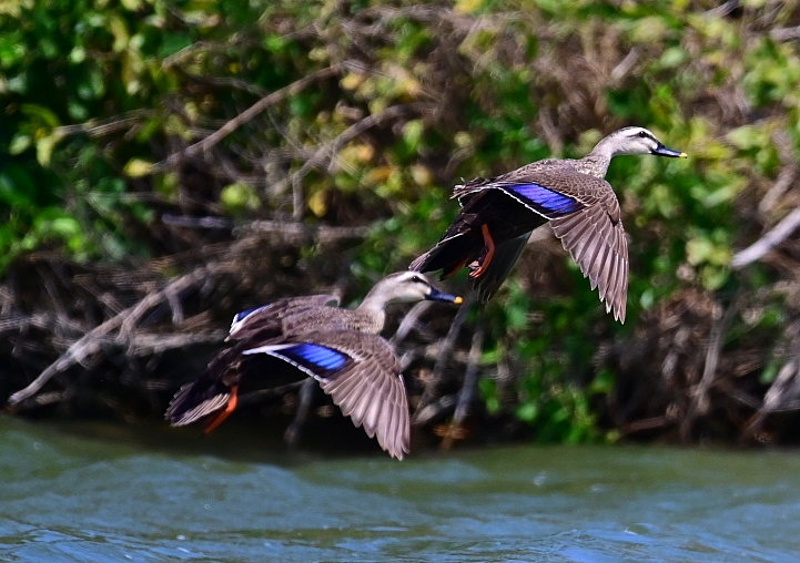 Z7愛就是全心全意陪伴：在天願為比翼鳥、在地願為連理枝！車城花嘴鴨。