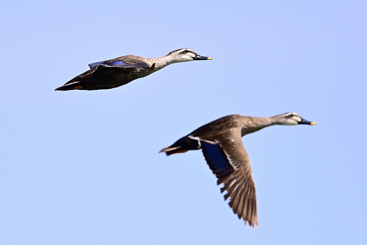 Z7愛就是全心全意陪伴：在天願為比翼鳥、在地願為連理枝！車城花嘴鴨。