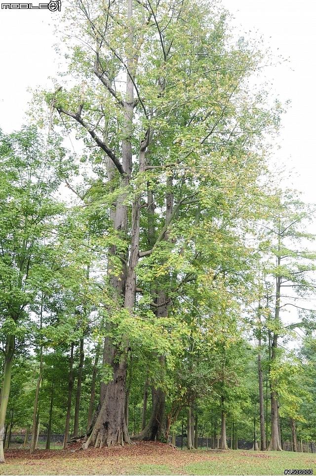 Z7愛就是全心全意陪伴：在天願為比翼鳥、在地願為連理枝！車城花嘴鴨。