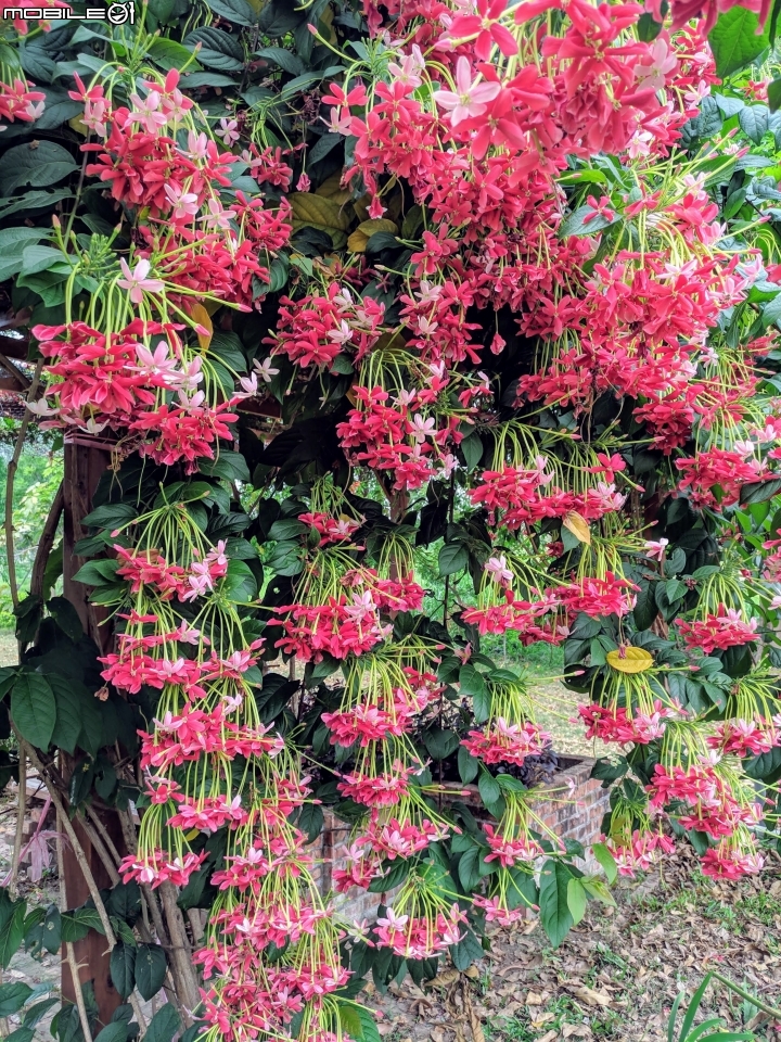 使君子花 台南市東區裕永路後甲公園 04/14