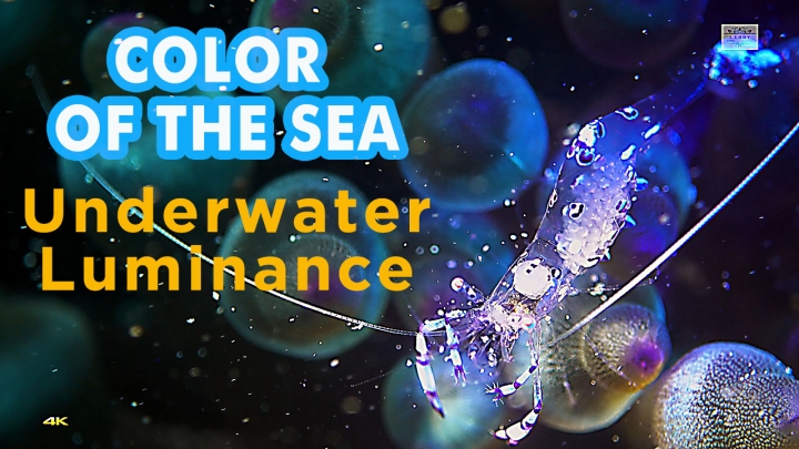 Color Of The Sea 4K Sony RX100IV Underwater 多色光海中影片