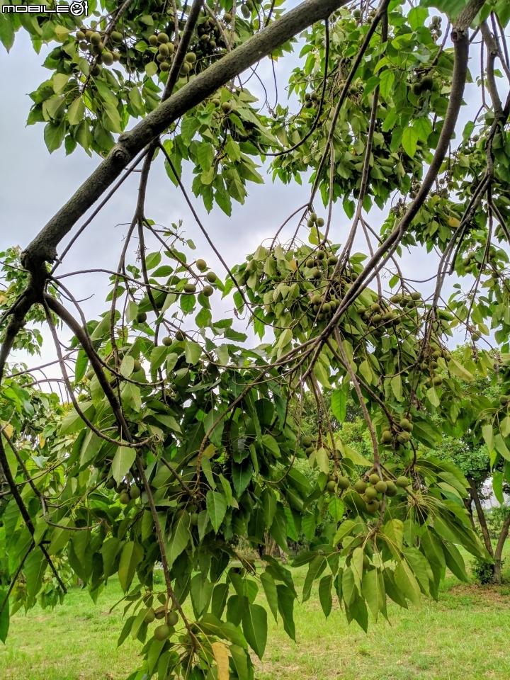 福木+海檬果+雞冠刺桐 台南市安平區億載公園 04/21