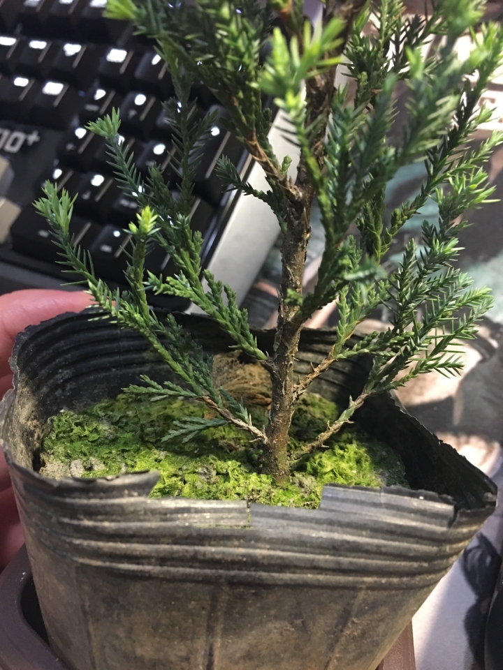 想請教樹名