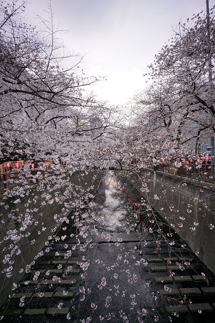 2019東京櫻花之旅