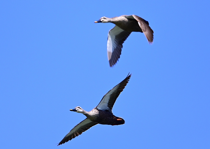 Z7愛就是全心全意陪伴：在天願為比翼鳥、在地願為連理枝！車城花嘴鴨。