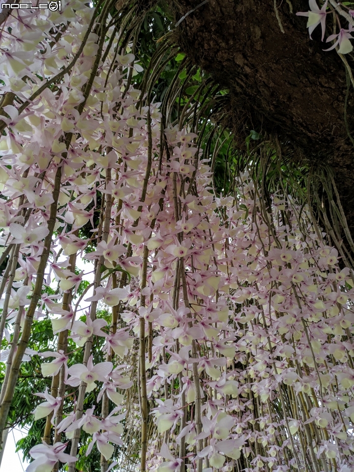 天宮石斛 台南市白河區南92赤中寺 04/27