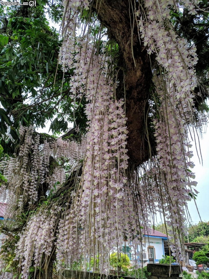 天宮石斛 台南市白河區南92赤中寺 04/27