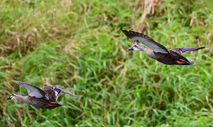 Z7愛就是全心全意陪伴：在天願為比翼鳥、在地願為連理枝！車城花嘴鴨。