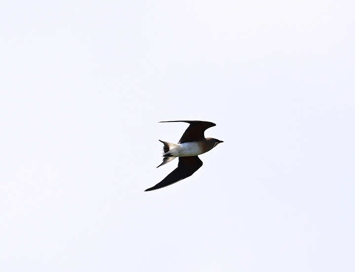 Z7愛就是全心全意陪伴：在天願為比翼鳥、在地願為連理枝！車城花嘴鴨。