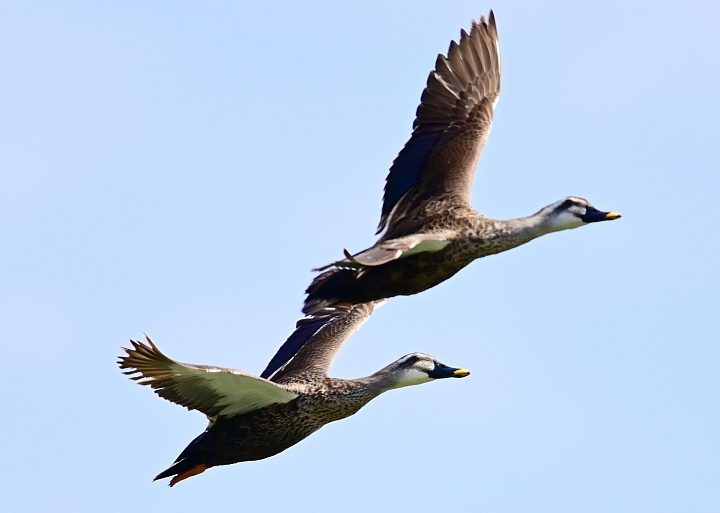 Z7愛就是全心全意陪伴：在天願為比翼鳥、在地願為連理枝！車城花嘴鴨。