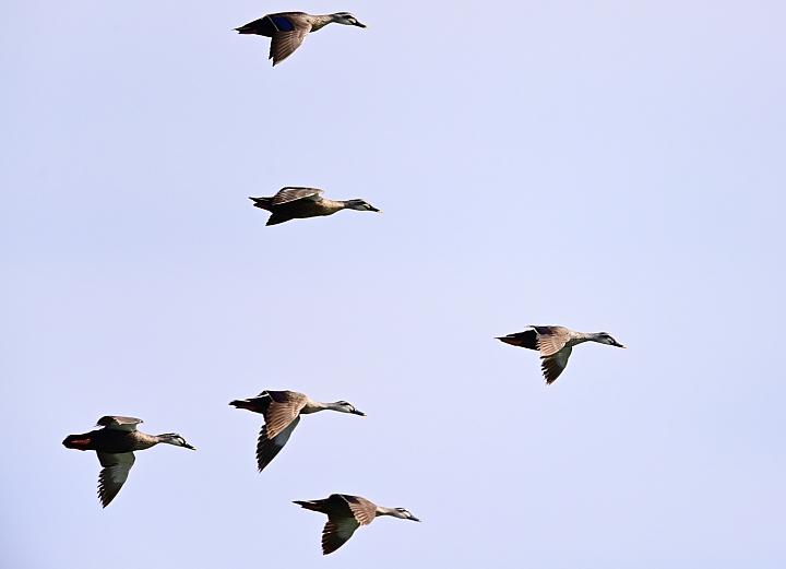 Z7愛就是全心全意陪伴：在天願為比翼鳥、在地願為連理枝！車城花嘴鴨。