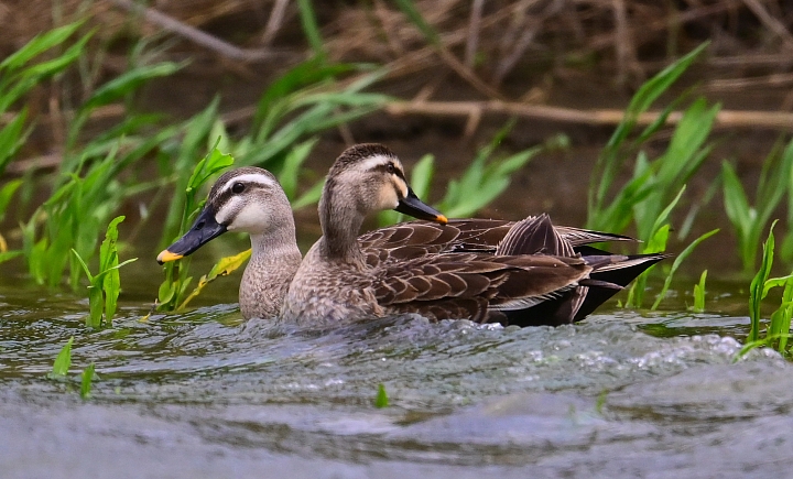Z7愛就是全心全意陪伴：在天願為比翼鳥、在地願為連理枝！車城花嘴鴨。