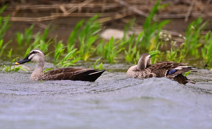 Z7愛就是全心全意陪伴：在天願為比翼鳥、在地願為連理枝！車城花嘴鴨。