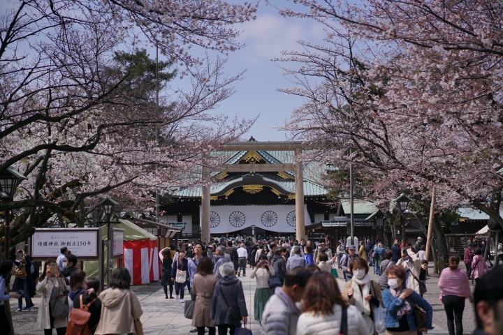 2019東京櫻花之旅