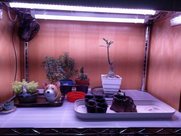 多肉新手的室內植物燈觀察