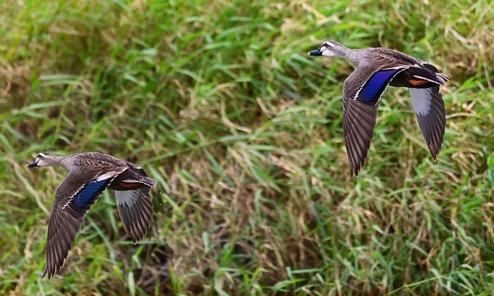 Z7愛就是全心全意陪伴：在天願為比翼鳥、在地願為連理枝！車城花嘴鴨。