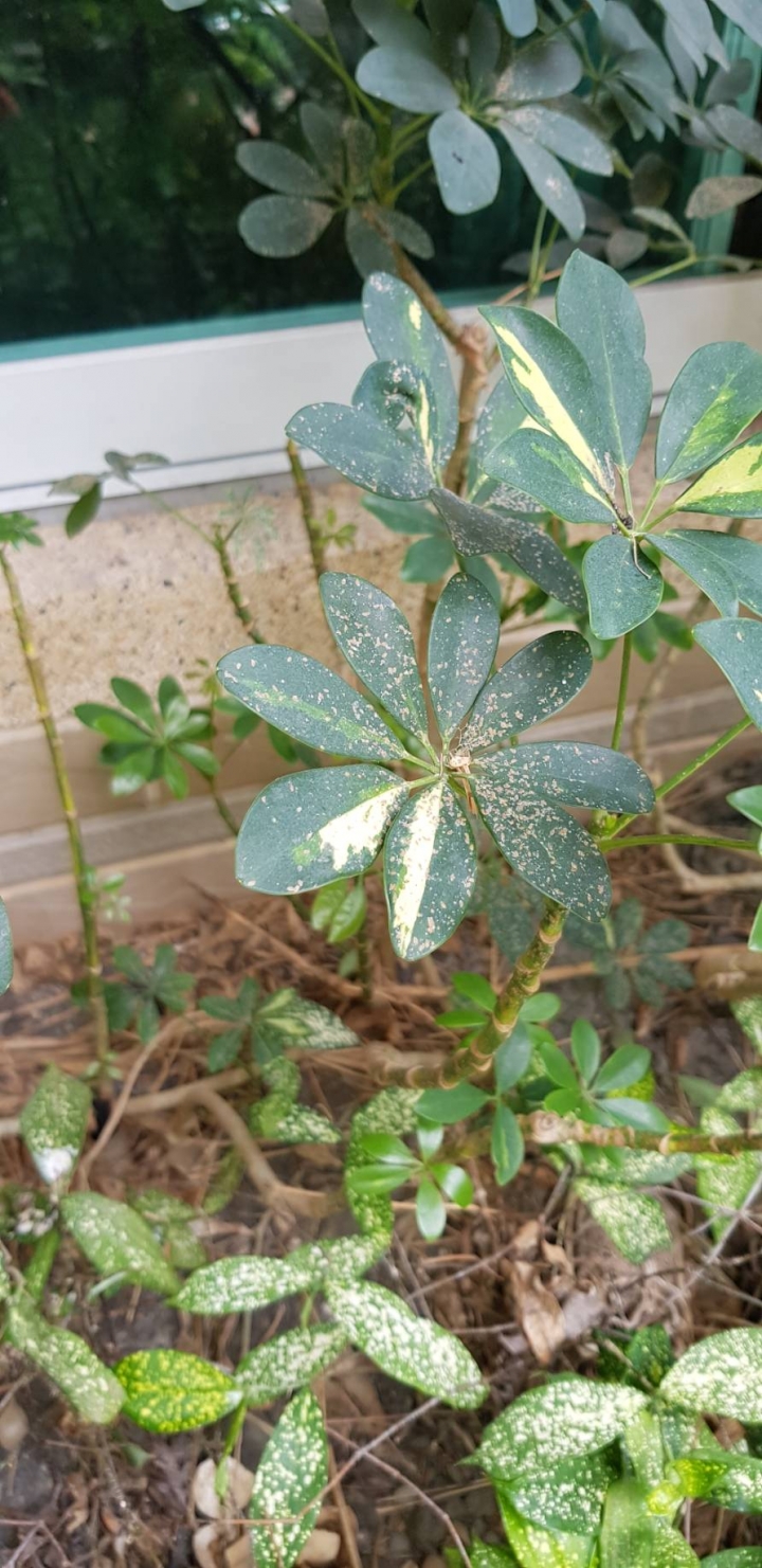 植物病變求救