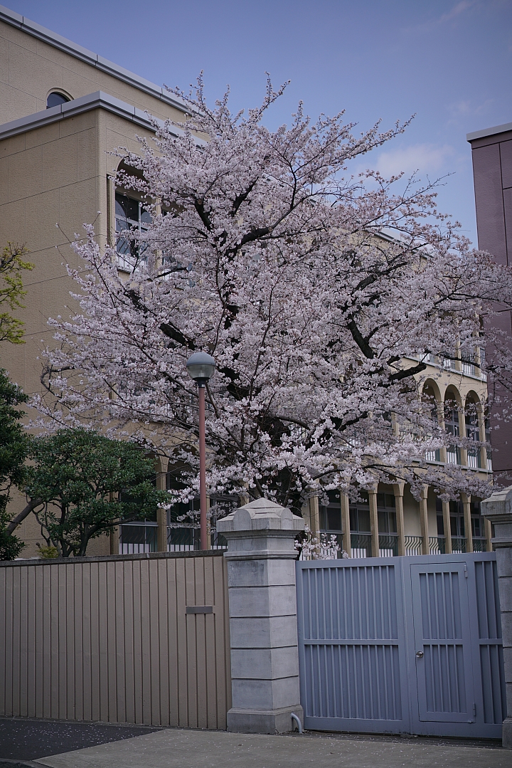 2019東京櫻花之旅