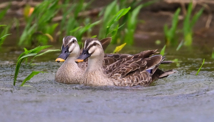 Z7愛就是全心全意陪伴：在天願為比翼鳥、在地願為連理枝！車城花嘴鴨。