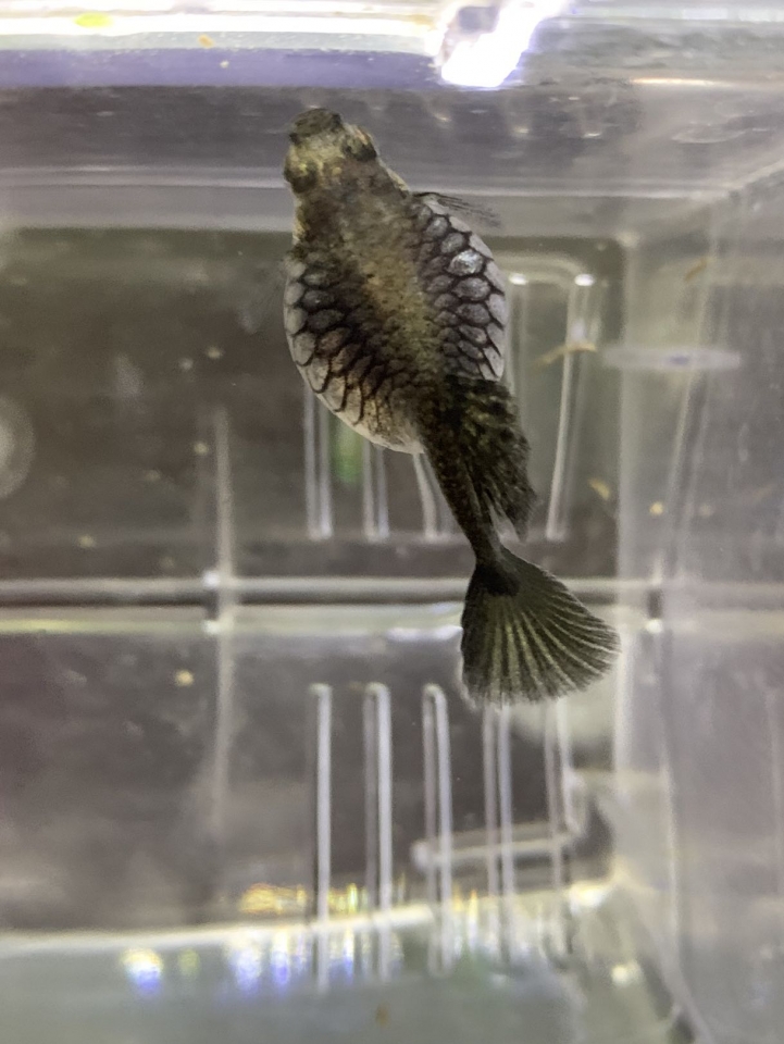 孔雀魚肚子好大