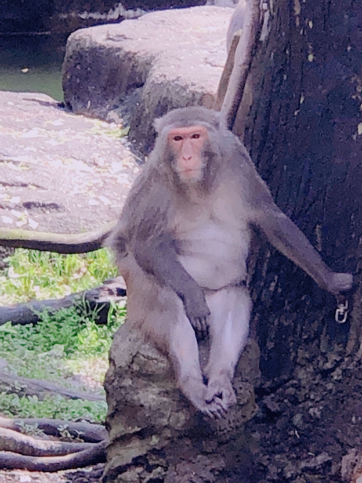 zoo台北市立動物園走走好去處。