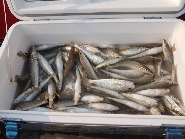 南風起釣沙梭