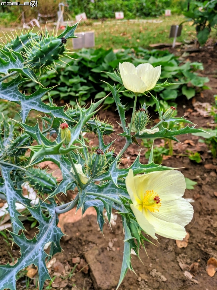 使君子花 台南市東區裕永路後甲公園 04/14