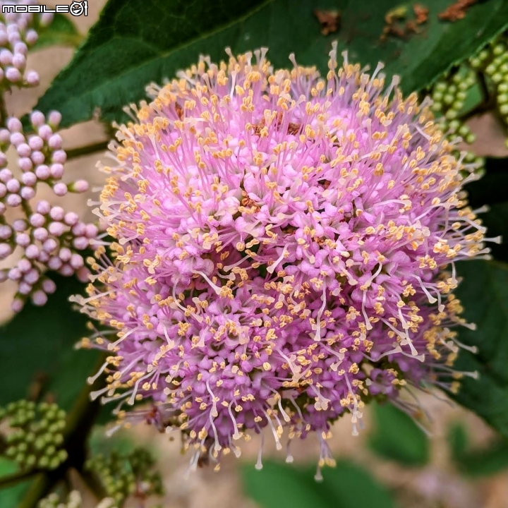 杜虹花 嘉義市西區埤子頭植物園04/13