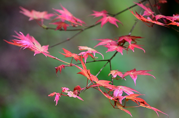 Z6、Z7、P1000也到了阿里山，拍櫻花、拍紫藤、拍紅葉，總共14台Nikon相機記錄阿里山。