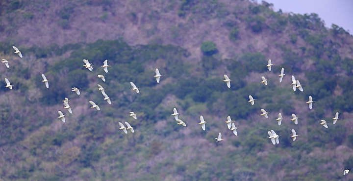 Z7愛就是全心全意陪伴：在天願為比翼鳥、在地願為連理枝！車城花嘴鴨。