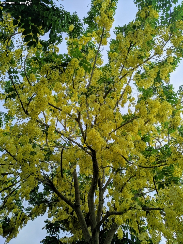 阿勃勒 台南市仁德區台南都會公園 05/31