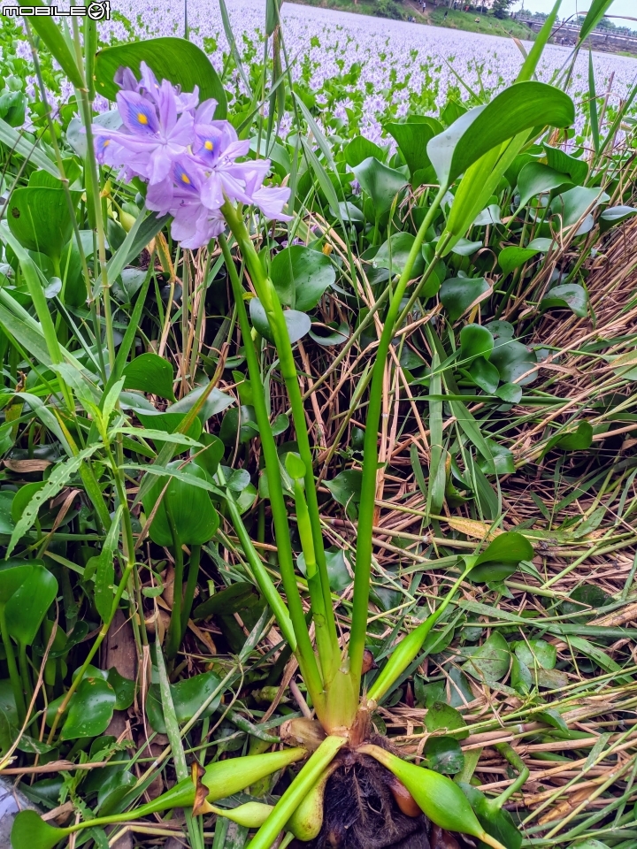 布袋蓮 台南市仁德區港尾溝溪滯洪池 05/01