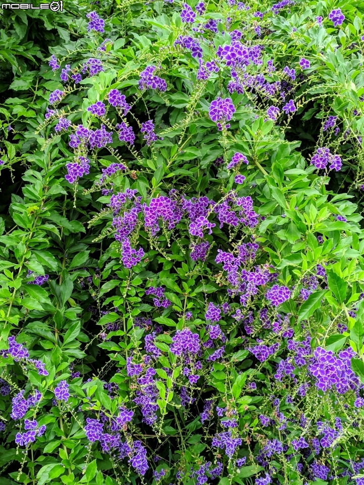 白茅+蕾絲金露花 嘉義市西區二二八國家紀念公園 05/24