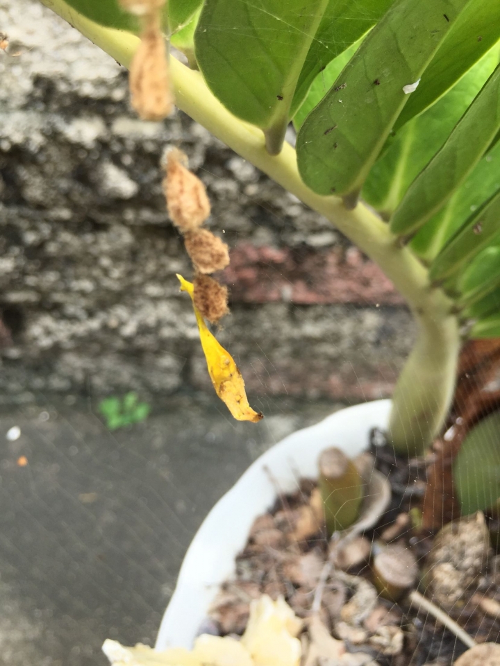 有人知道這是什麼蜘蛛嗎？