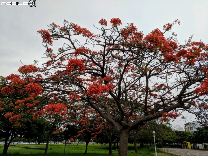 鳳凰花 台南市安平區 05/05