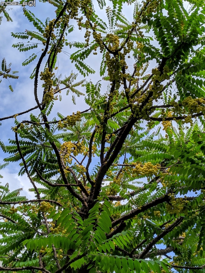 潺槁樹 台南市安平區湖濱水鳥公園 05/19