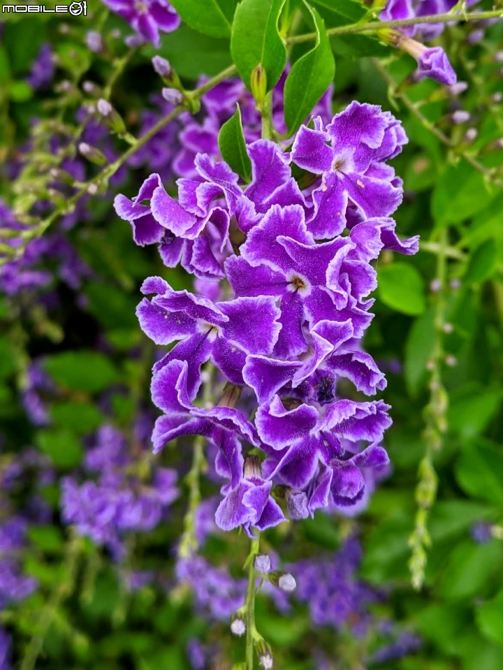 白茅+蕾絲金露花 嘉義市西區二二八國家紀念公園 05/24
