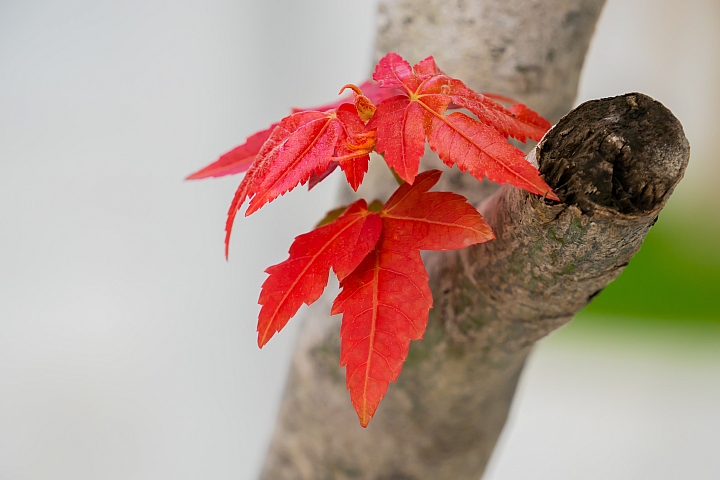 A7m3+SEL18200窮人加減用