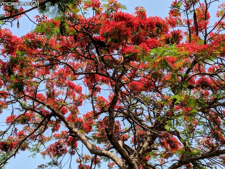 鳳凰花 台南市安平區 05/05
