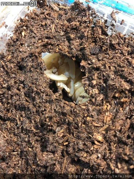 點我看大圖 雞冠細身赤鍬形蟲的繁殖與飼養-(Cyclommatus mniszechi )