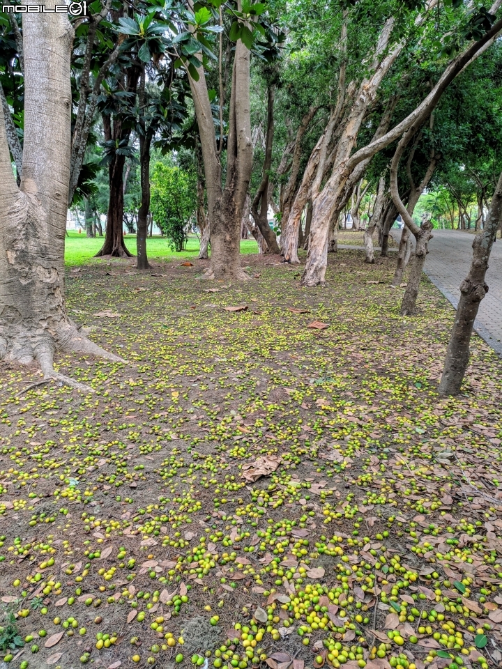 鳳凰花 台南市安平區 05/05