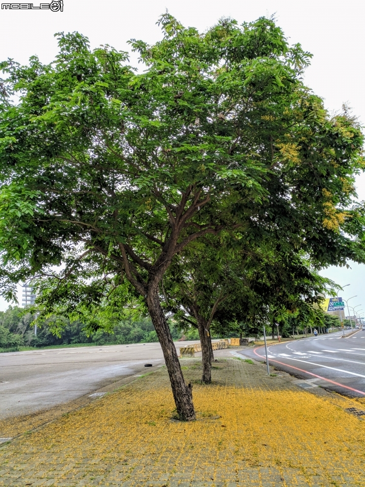 鳳凰花 台南市安平區 05/05