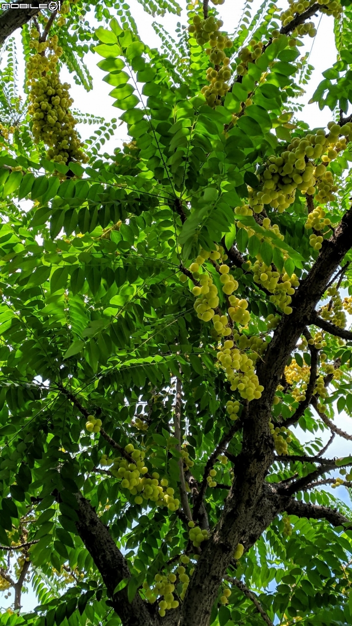 潺槁樹 台南市安平區湖濱水鳥公園 05/19
