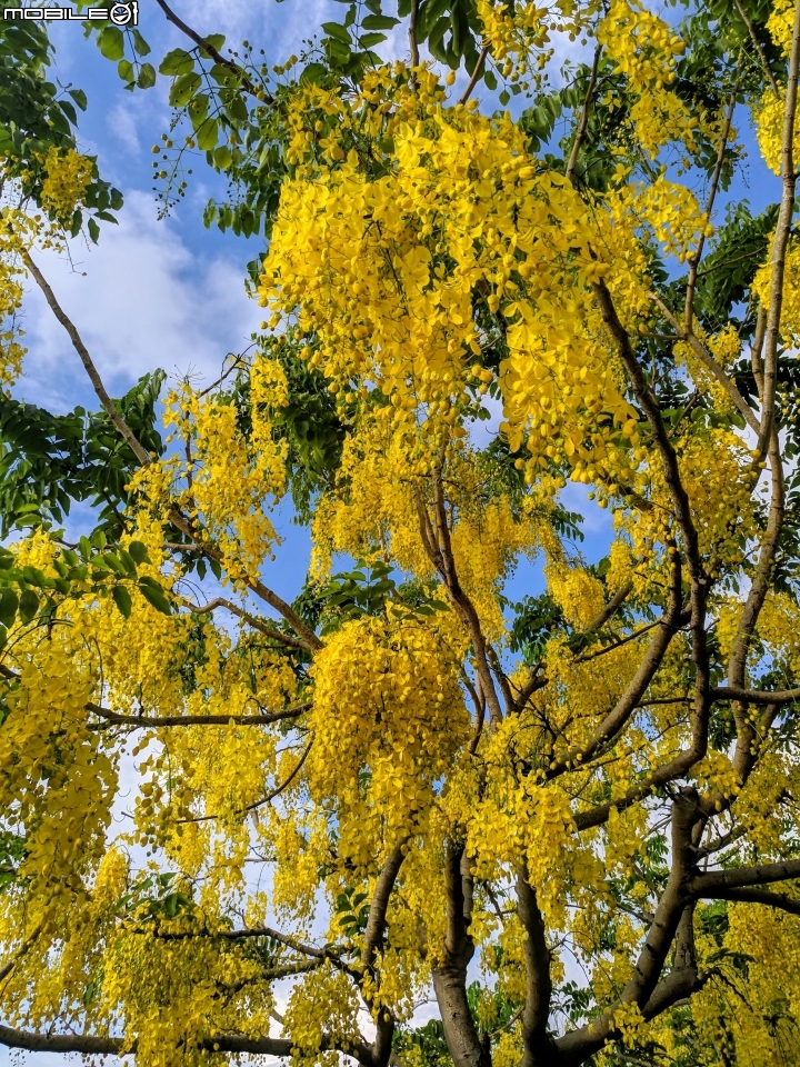 阿勃勒 台南市仁德區台南都會公園 05/31